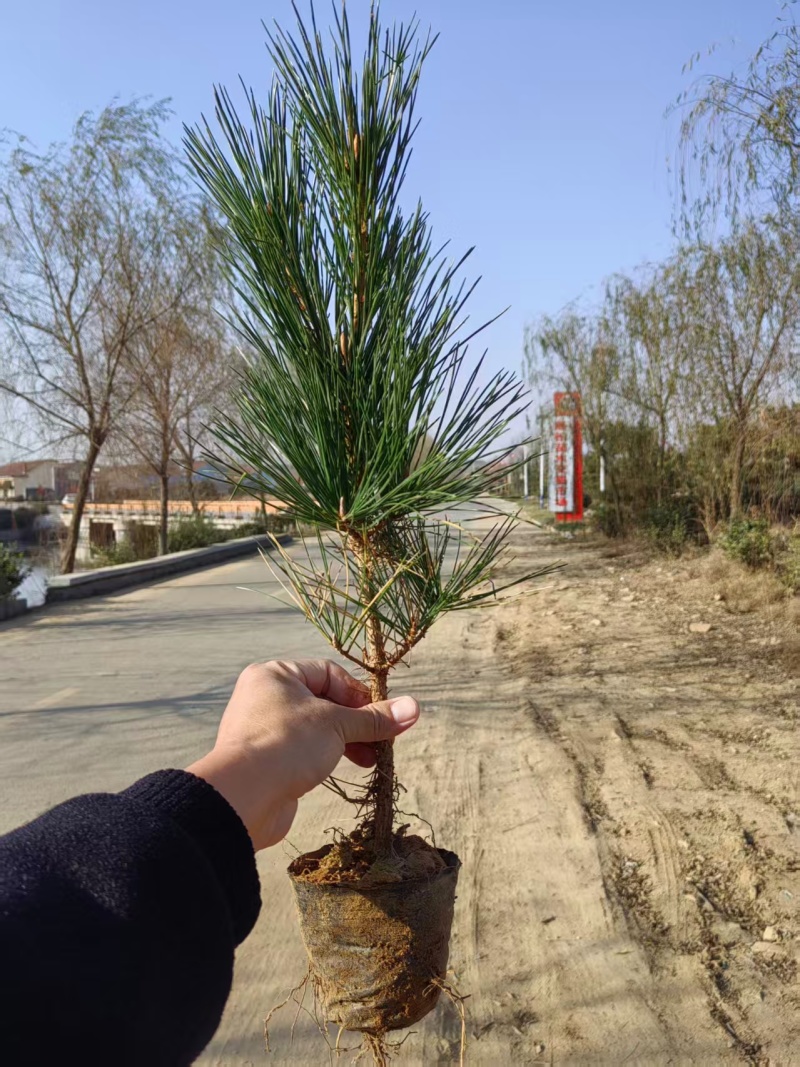 30cm-1米黑松苗规格全品质好支持视频看货基地直供