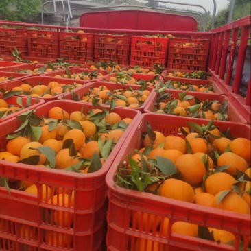 精品沃柑人工筛选规格齐全质量保证价格合理供货量大进店咨询