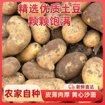 《希森6号土豆》云南基地直发保质保量对接全国量大从优