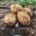 《希森6号土豆》云南基地直发保质保量对接全国量大从优