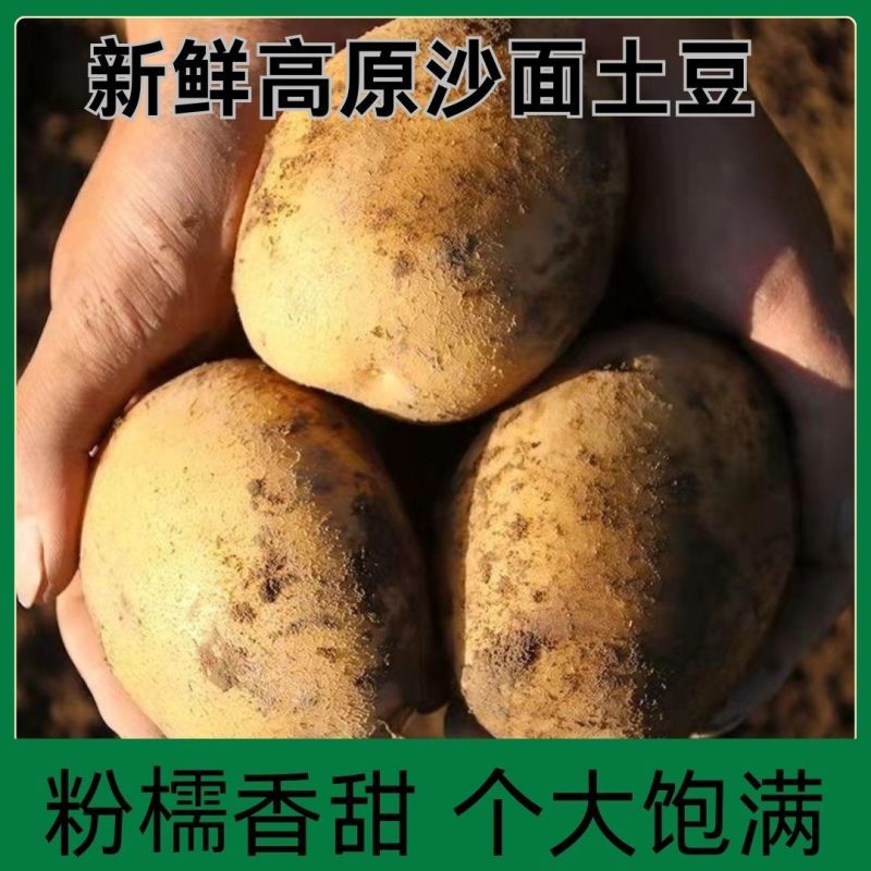 《希森6号土豆》云南基地直发保质保量对接全国量大从优