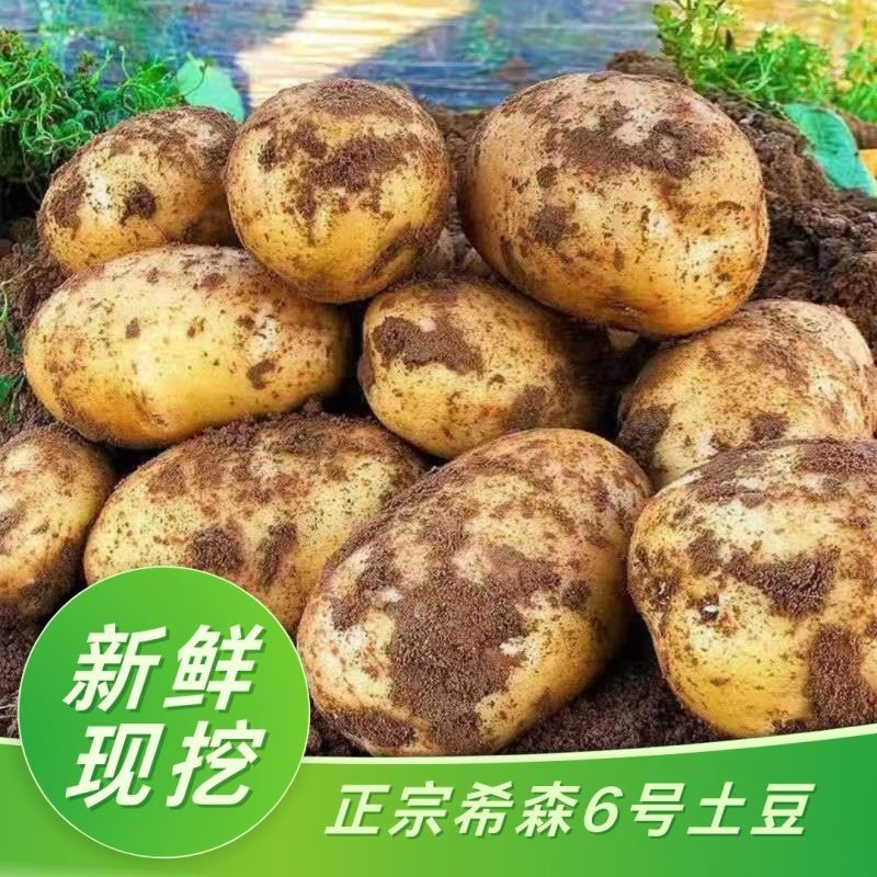 《希森6号土豆》云南基地直发保质保量对接全国量大从优