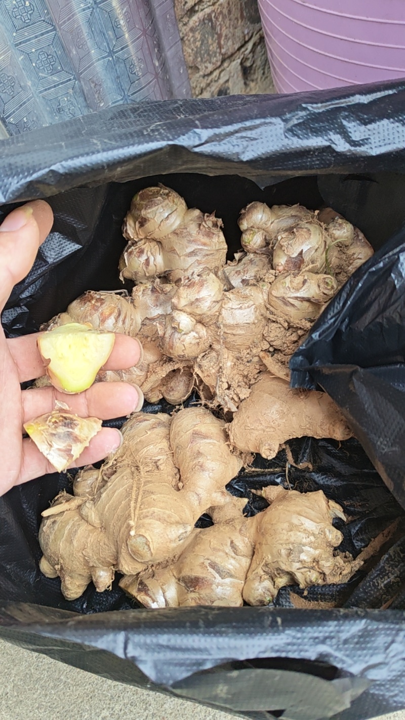 王泥土种出来的大肉姜