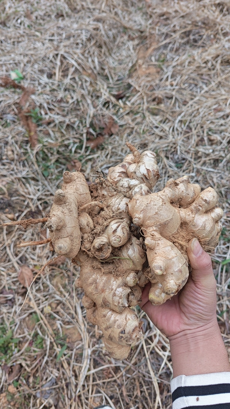 王泥土种出来的大肉姜