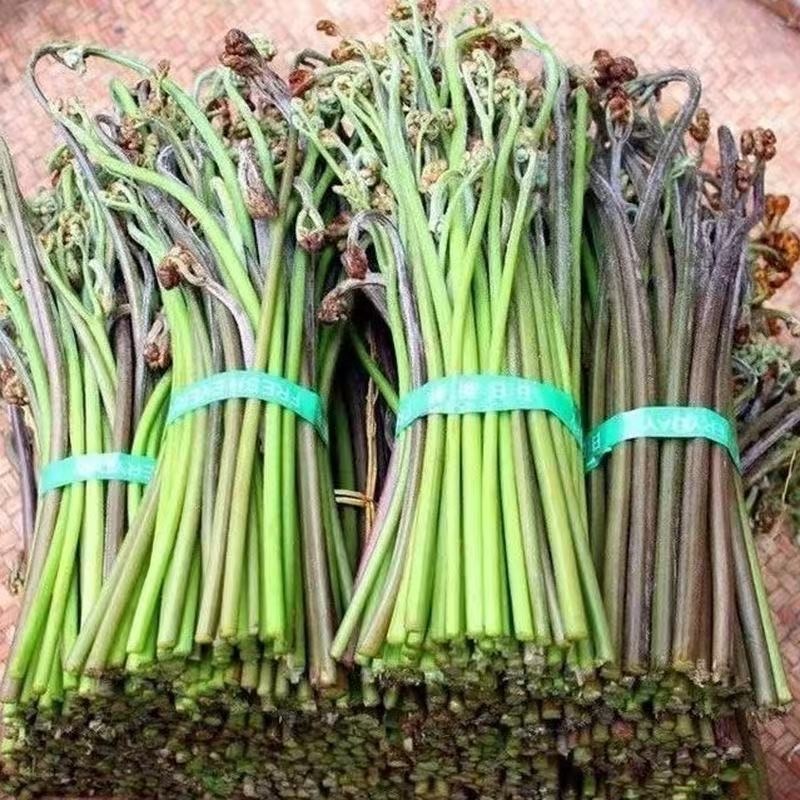 江西野生蕨菜甜蕨