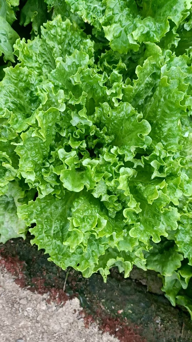 本地散叶生菜