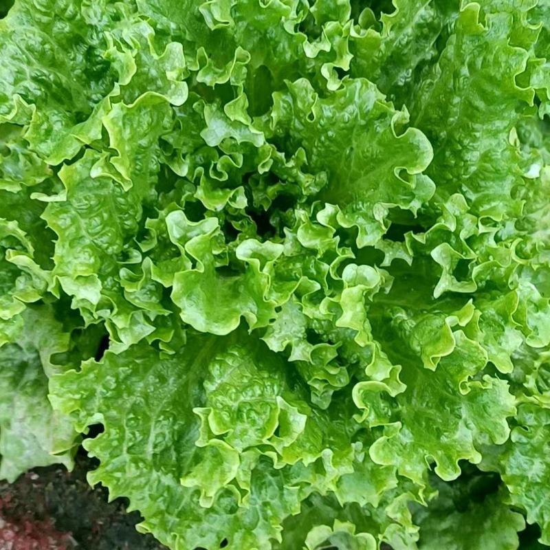本地散叶生菜