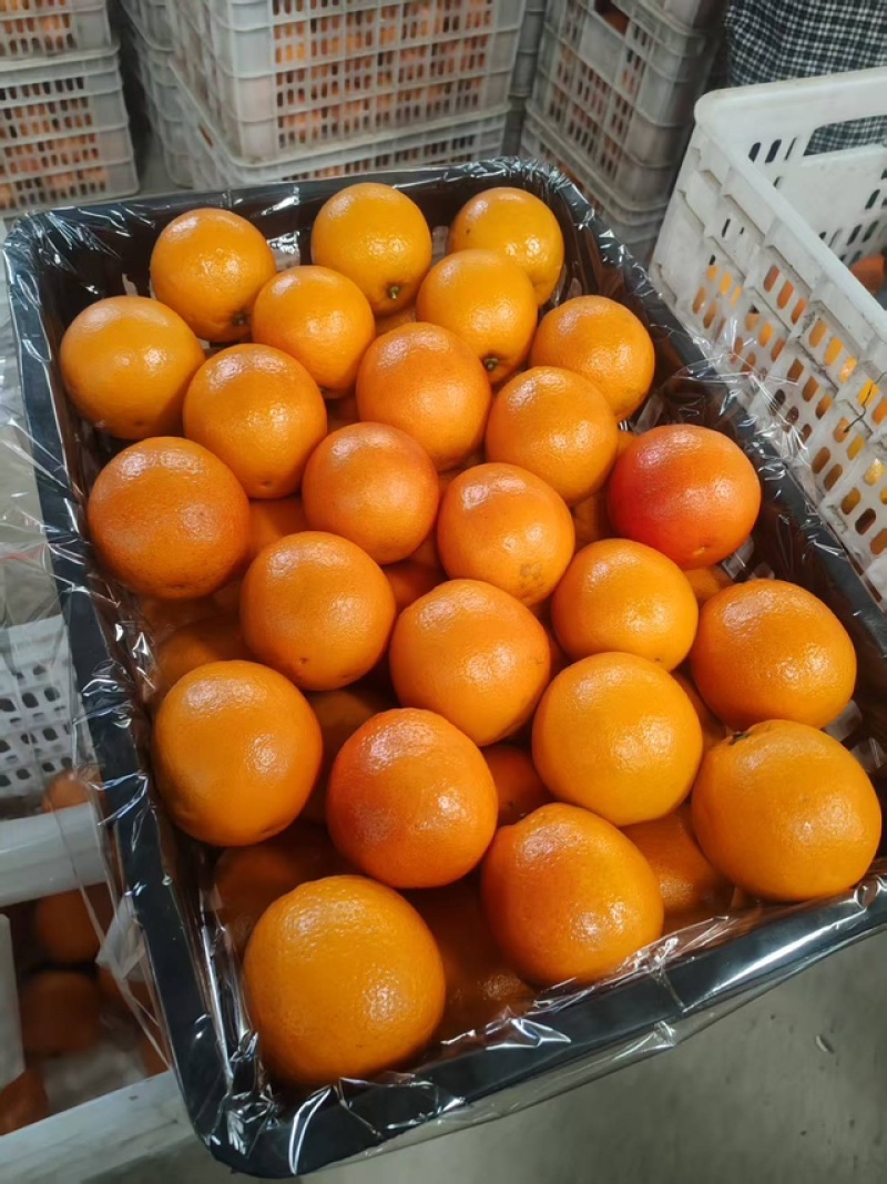 优选血橙人工筛选一手货源基地直发供货量大