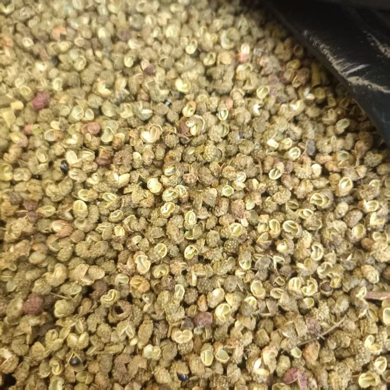 金阳县青花椒产地供应量大从优质量保证欢迎咨询