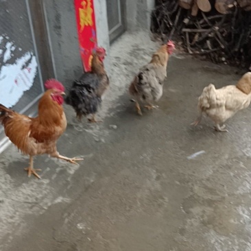 自家散养土鸡