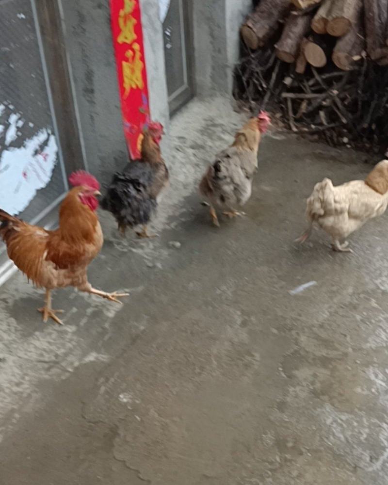 自家散养土鸡