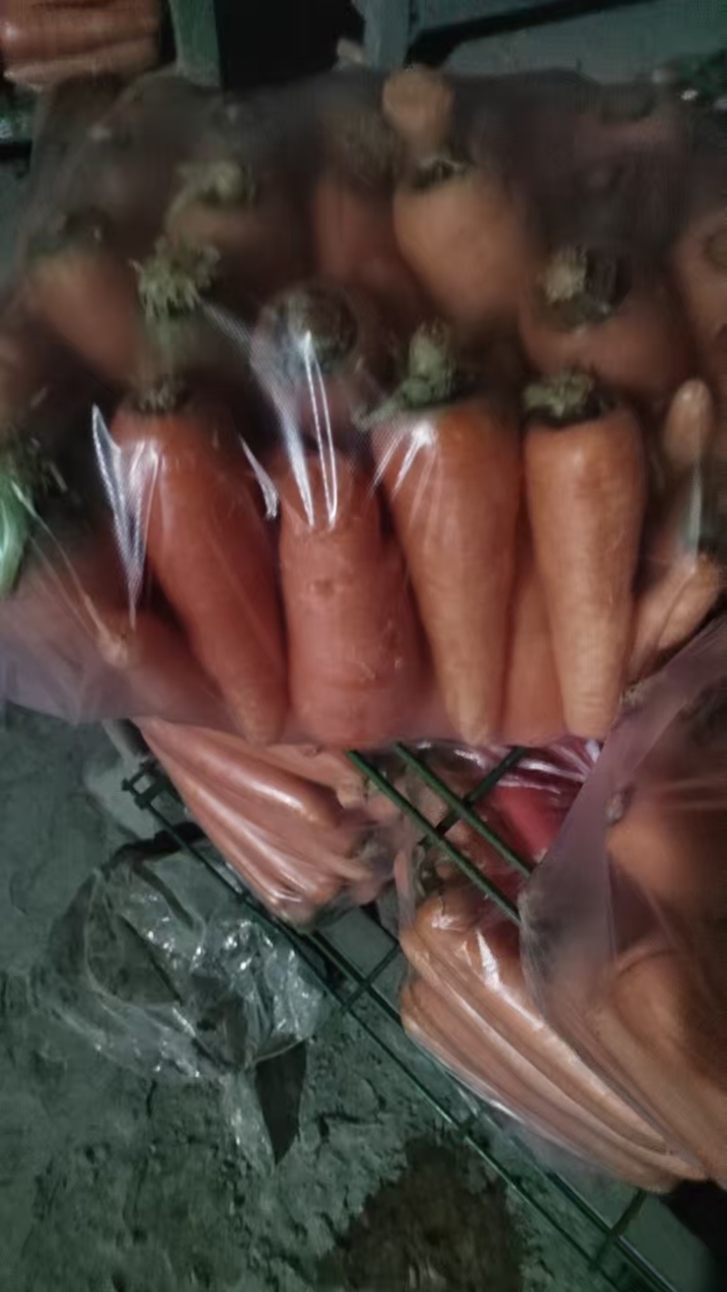 优质胡萝卜新鲜采摘自家种植保质保量对接商超档口