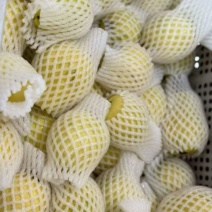 芭乐/量大从优/产地直供/欢迎前来选购/保质保量