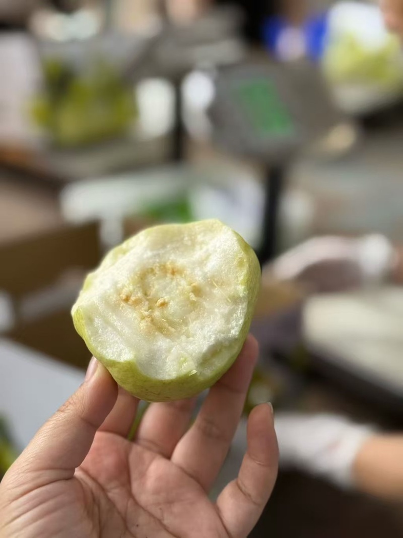芭乐/量大从优/产地直供/欢迎前来选购/保质保量