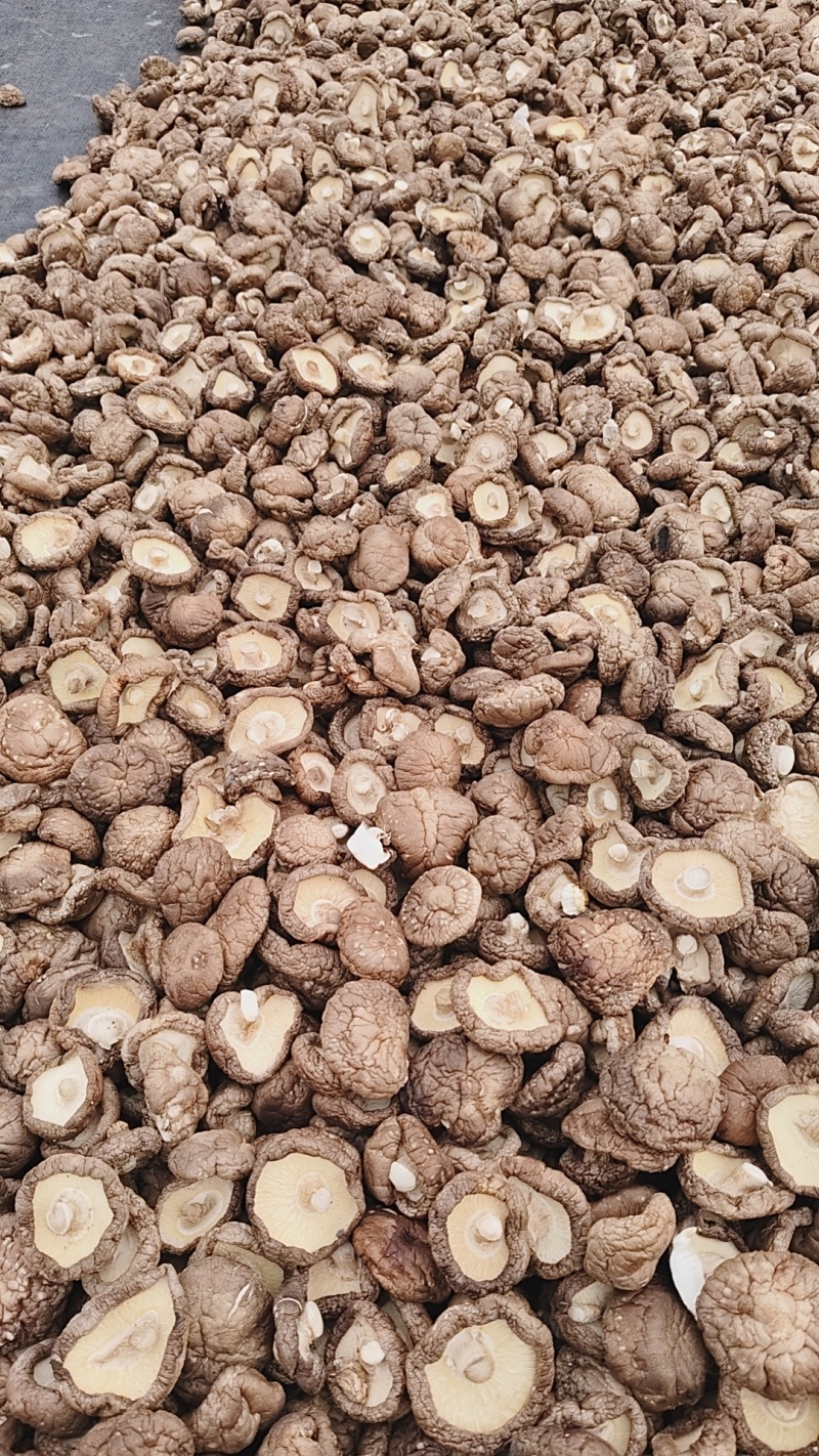 平泉市香菇干产地直发货源充足可视频看货