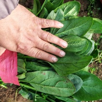 菠菜