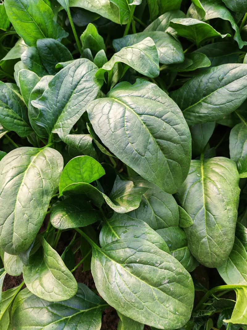 菠菜