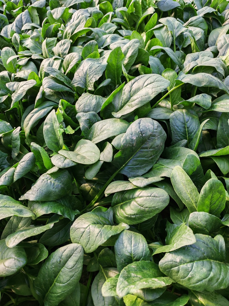 菠菜