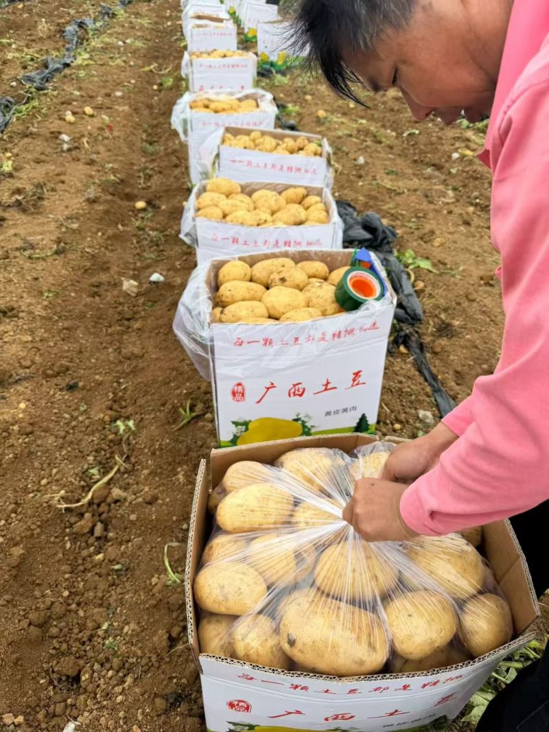 广西沃土5号，新土豆已大量上市，欢迎各地采购商咨询下单
