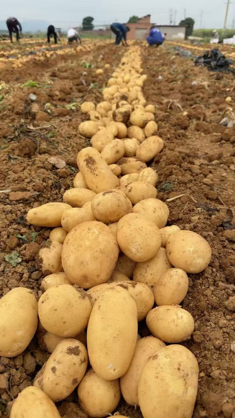 广西沃土5号，新土豆已大量上市，欢迎各地采购商咨询下单
