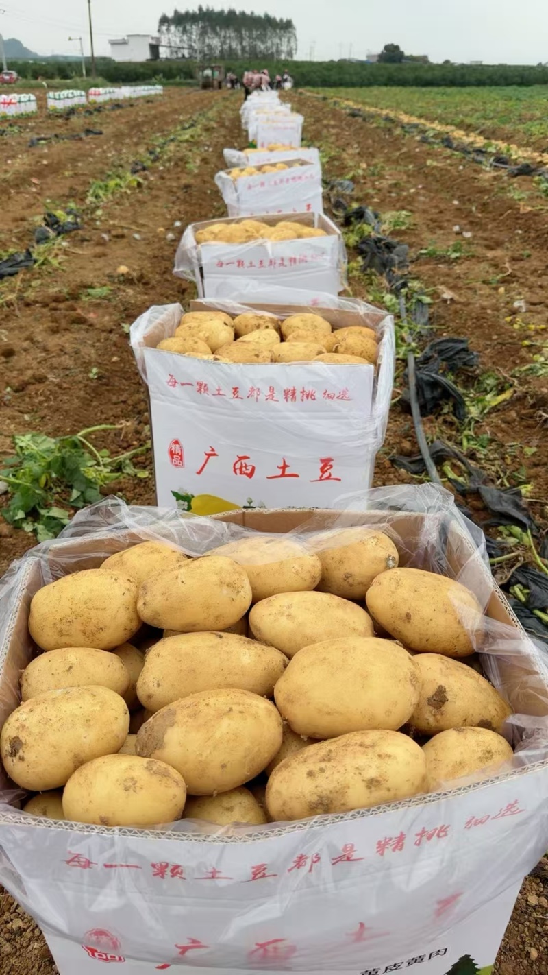广西沃土5号，新土豆已大量上市，欢迎各地采购商咨询下单