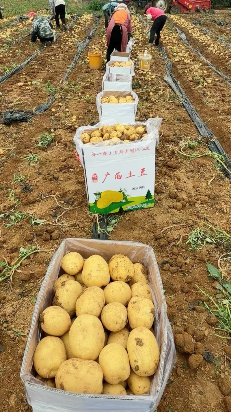 广西沃土5号，新土豆已大量上市，欢迎各地采购商咨询下单
