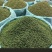 金阳县青花椒产地供应量大从优质量保证欢迎咨询