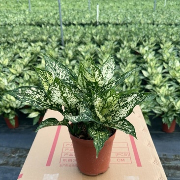 翡翠万年青绿植盆栽室内办公净化空气事业登高寓意好