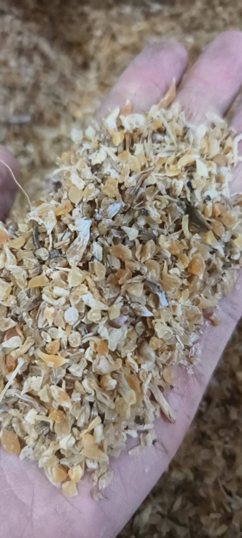 薤白薤白新货地道药材过筛干净紫轩堂药业