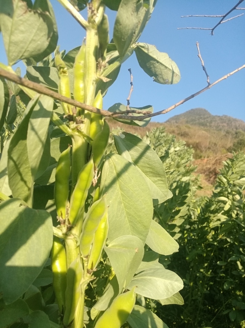 鲜青蚕豆