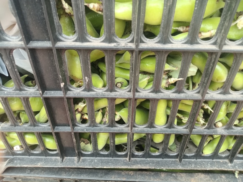 鲜青蚕豆