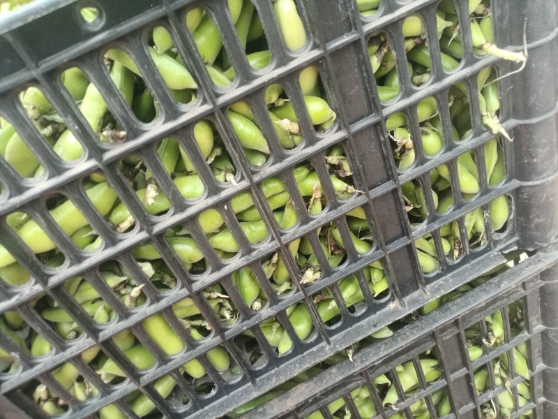 鲜青蚕豆