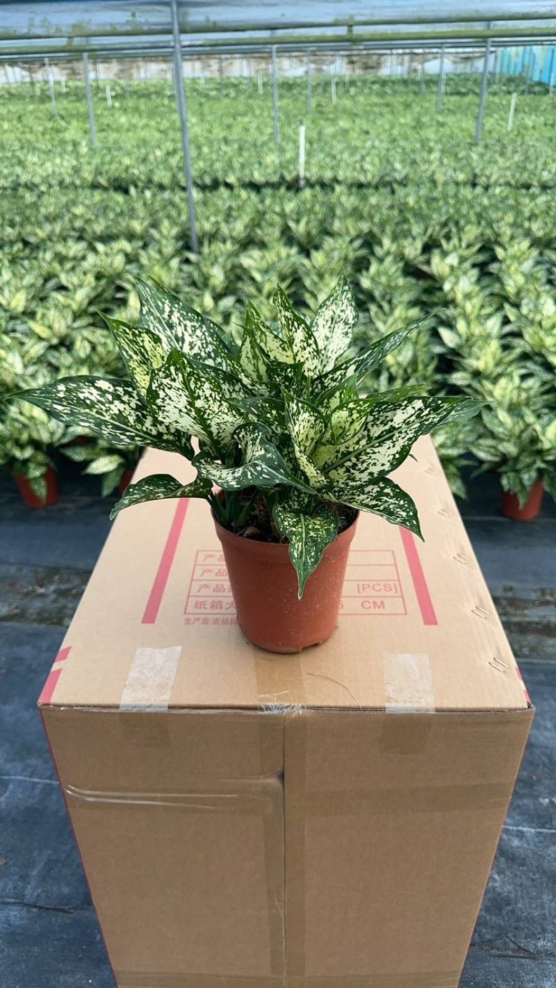 翡翠万年青绿植盆栽室内办公净化空气事业登高寓意好