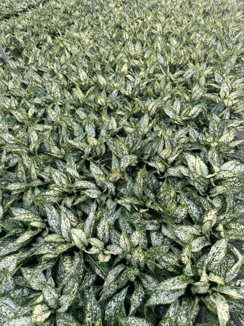 翡翠万年青绿植盆栽室内办公净化空气事业登高寓意好