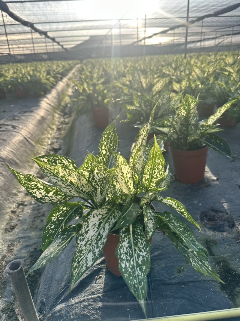 翡翠万年青绿植盆栽室内办公净化空气事业登高寓意好