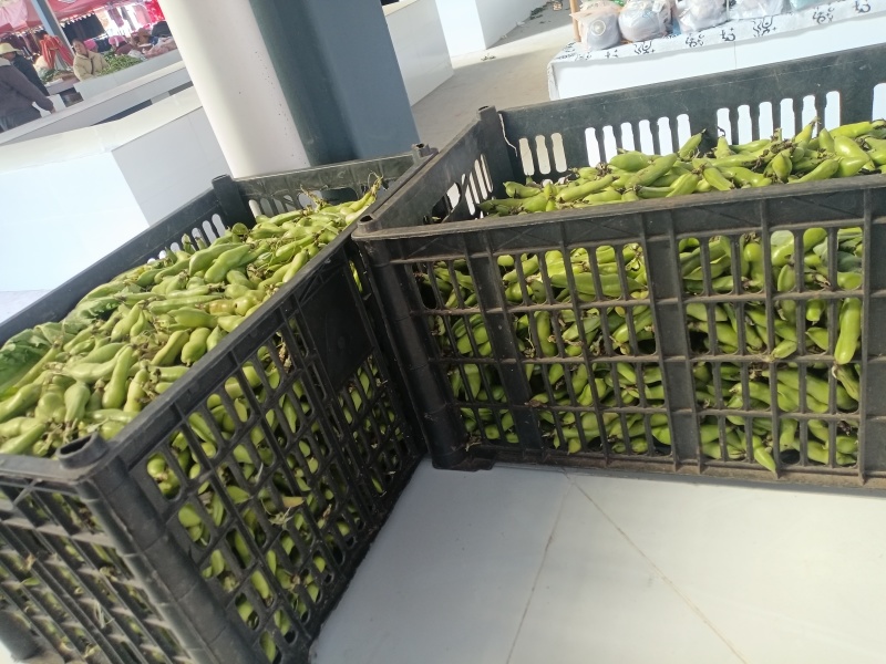 鲜青蚕豆