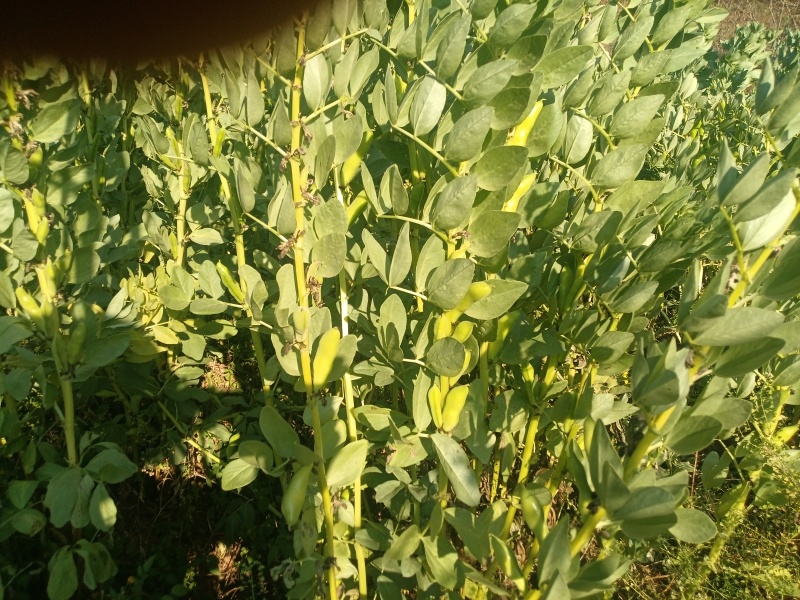 鲜青蚕豆