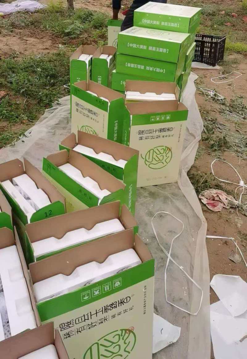 山西玉露香梨清甜可口价格美丽对接全国量大从优欢迎询价