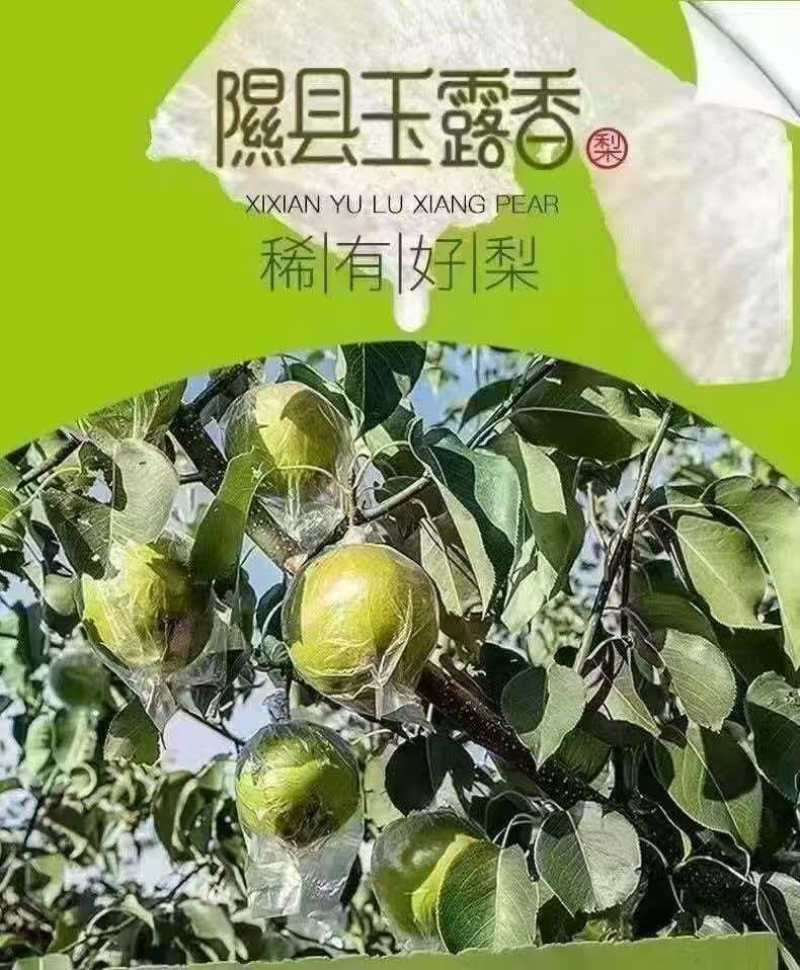 山西玉露香梨清甜可口价格美丽对接全国量大从优欢迎询价