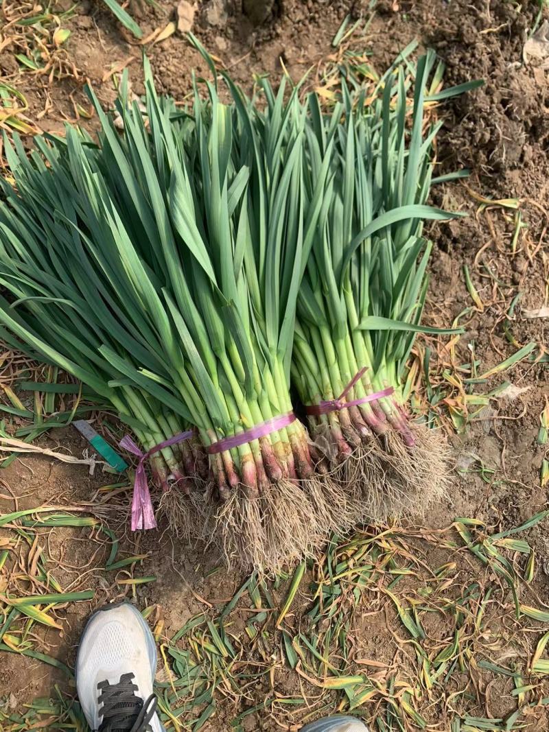 山东红根蒜苗/青蒜苗产地直发货源充足量大从优欢迎咨