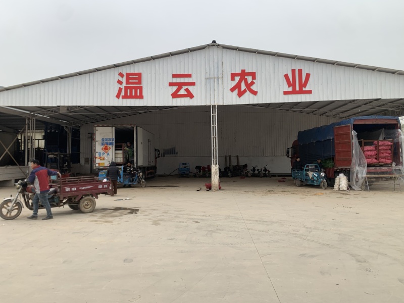 山东红根蒜苗/青蒜苗产地直发货源充足量大从优欢迎咨