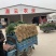 山东红根蒜苗/青蒜苗产地直发货源充足量大从优欢迎咨