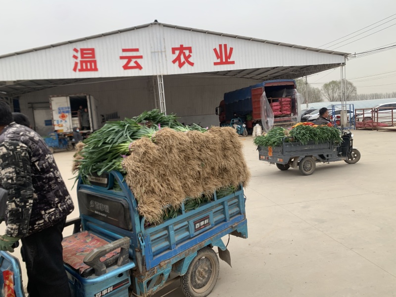 山东红根蒜苗/青蒜苗产地直发货源充足量大从优欢迎咨