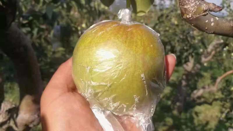 山西玉露香梨清甜可口对接全国量大从优价格美丽热卖
