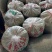 精品豌豆，新鲜现摘现扒，全手工加工，欢迎老板进店咨询