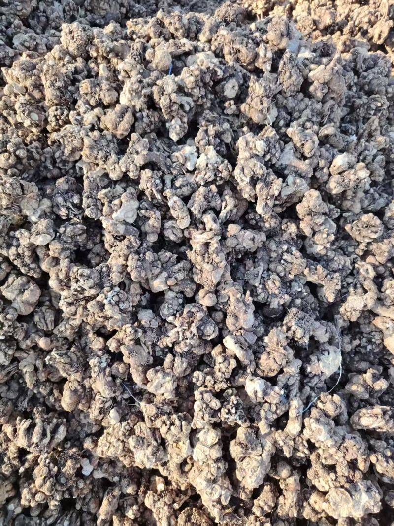 呼伦贝尔苍术大吨位供应产地直发量大从优欢迎来电