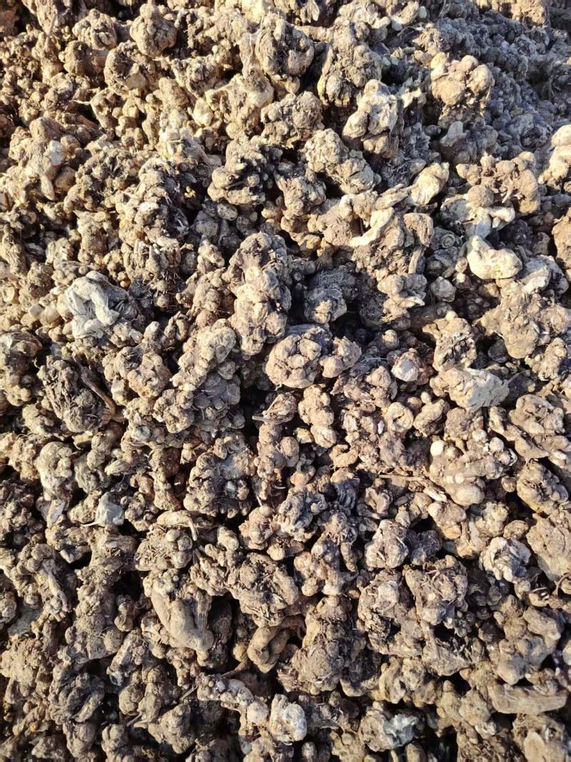内蒙古苍术大量接单产地包邮价格美丽欢迎来电