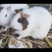 荷兰猪、豚鼠、自家养殖