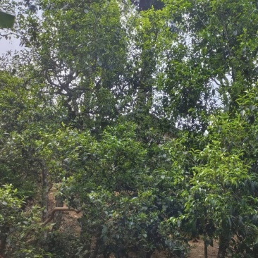 古树茶，寻找买家，需要的老板联系
