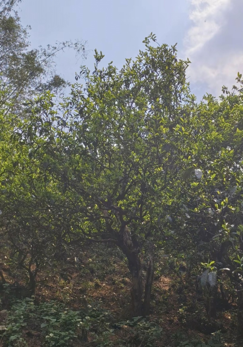 古树茶，寻找买家，需要的老板联系